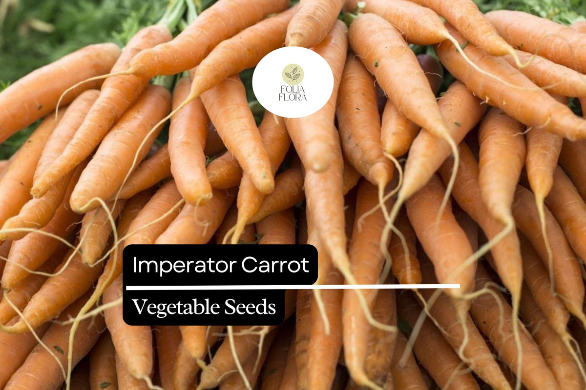 300 Imperator Carrot Seeds – Heirloom Daucus Carota, Long, Sweet, Crisp Roots for Gardening & Harvesting