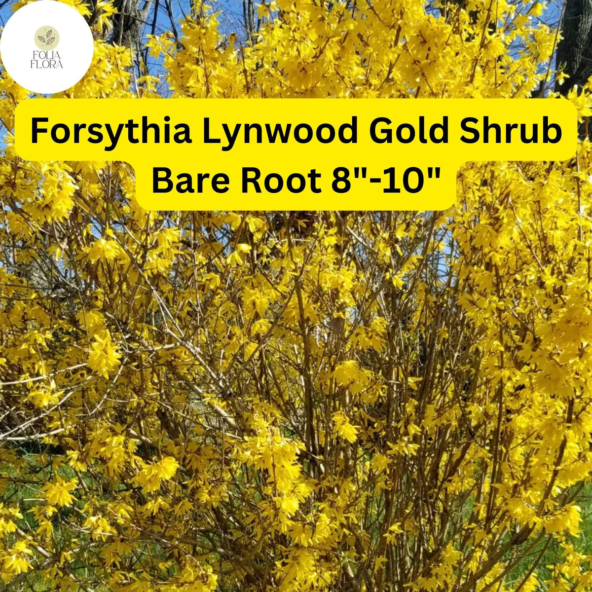 Lynwood Gold Forsythia Shrub – Bare Root Plant, Bright Yellow Flowers, Fast-Growing, Forsythia x intermedia, Zones 4-9