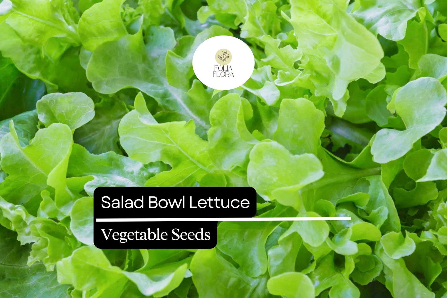 1000 Salad Bowl Lettuce Seeds – Lactuca sativa Heirloom, Mild, Heat-Tolerant, Loose-Leaf, Fast-Growing, Non-GMO