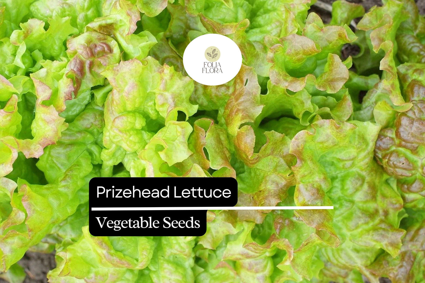 1000 Prizehead Lettuce Seeds – Heirloom, Sweet & Crisp, Heat-Tolerant, Non-GMO Lactuca sativa for Fresh Salads & Garden