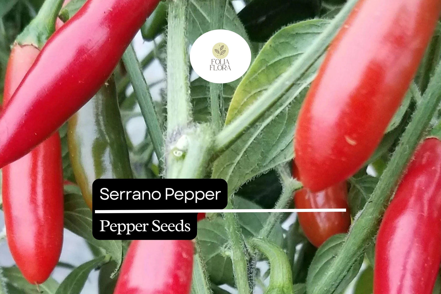 25 Serrano Pepper Seeds – Heirloom, Spicy, High-Yielding, Capsicum annuum, Medium-Hot Chili for Salsas & Hot Sauces