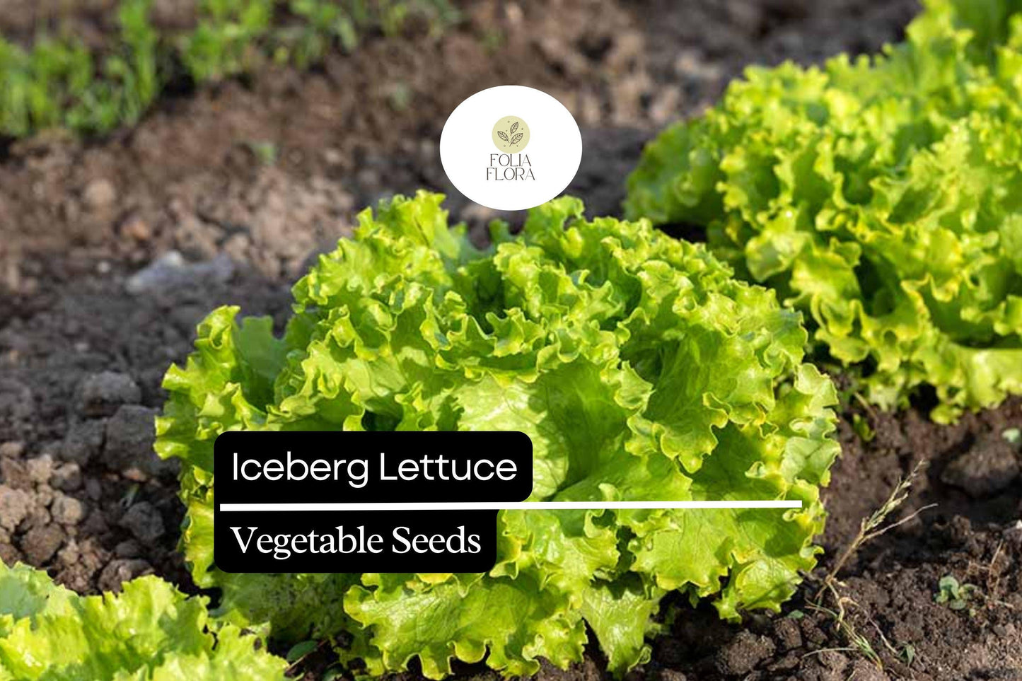 1000 Iceberg Lettuce Seeds – Crisp, Non-GMO Lactuca Sativa for Salads, Wraps & Sandwiches