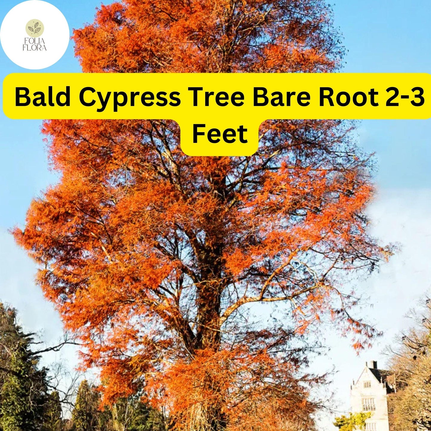 Bald Cypress Tree Bare Root Plant 2-3 Feet Taxodium distichum Wetland Landscape Tree
