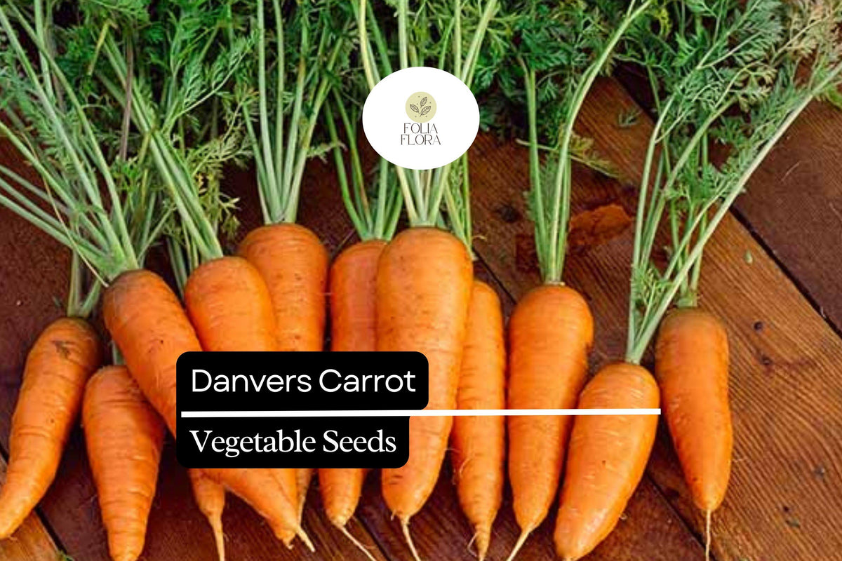 Danvers Carrot Seeds - Heirloom Non-GMO, Sweet & Crisp, Conical Shape, Daucus carota, for Home Gardens, Full Sun, Versatile Cooking