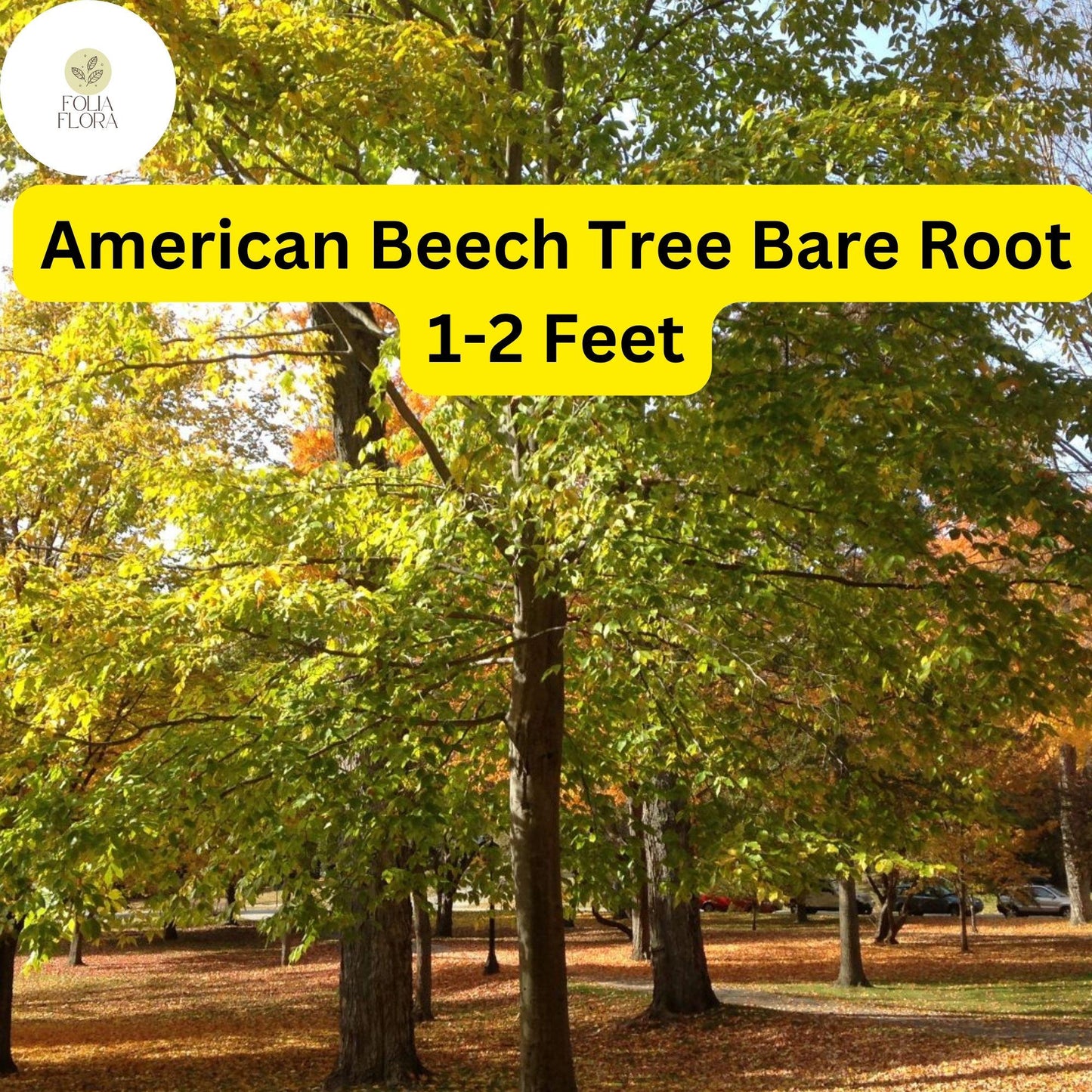 American Beech Tree - 1-2 Ft Live Bare Root Plant, Fagus grandifolia, Shade & Wildlife Tree for Zones 3-9