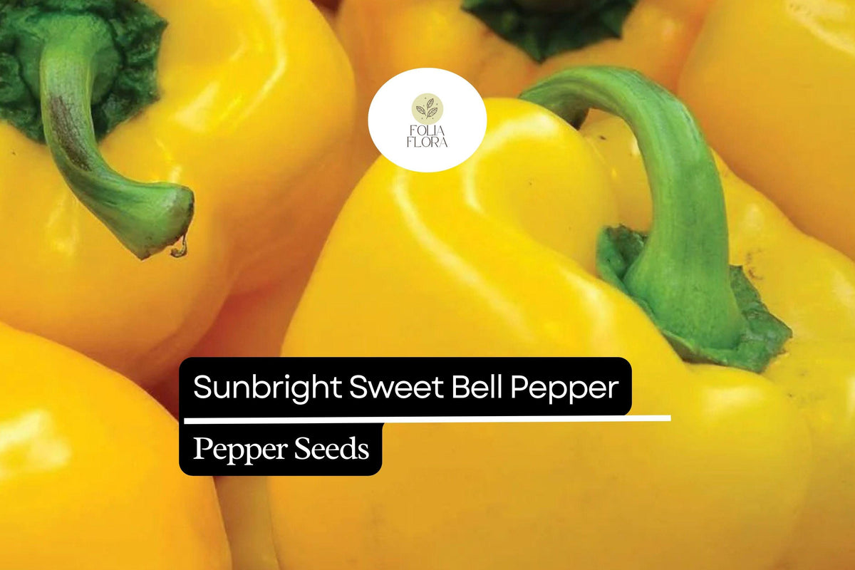 Sunbright Yellow Bell Pepper Seeds – Heirloom, Non-GMO, Sweet Capsicum annuum, Compact, High Yield, Full Sun