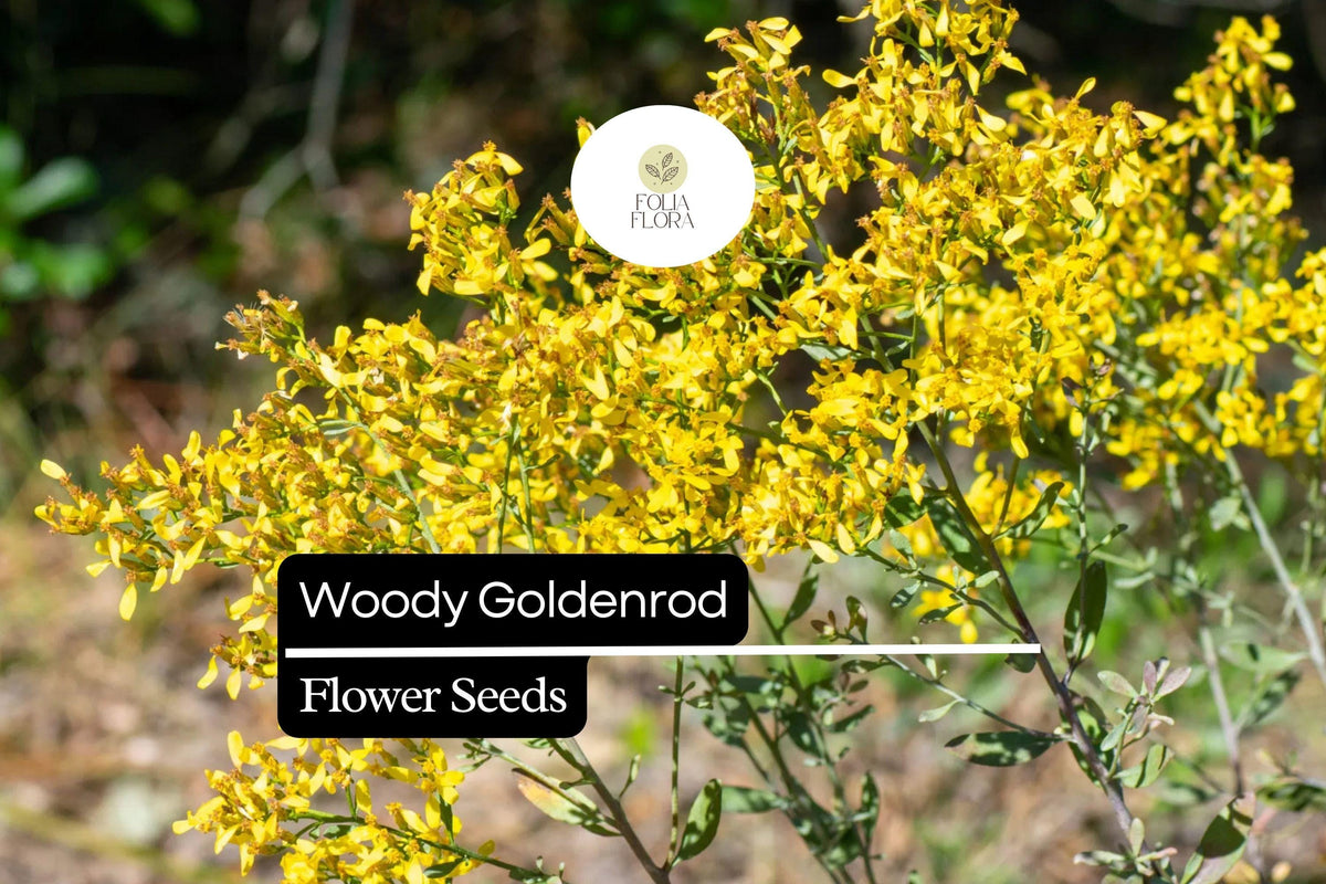 Woody Goldenrod Seeds, Native Shrub, Drought-Tolerant, Pollinator-Friendly, Chrysoma pauciflosculosa, Bright Yellow Flowers
