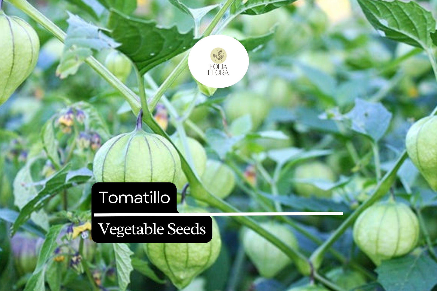 Tomatillo Seeds | Heirloom Green Salsa Verde Variety | Physalis philadelphica | 25 Seeds