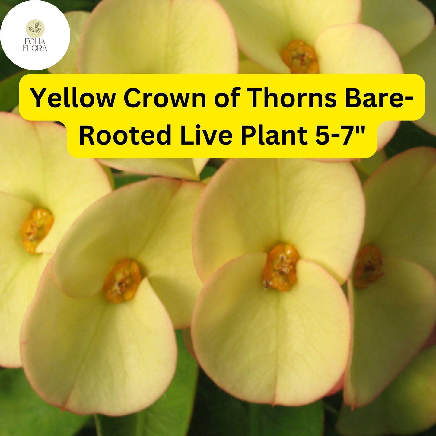 Euphorbia Milii Yellow Crown of Thorns Bare-Rooted Live Plant 5-7 Inches Drought-Tolerant Succulent