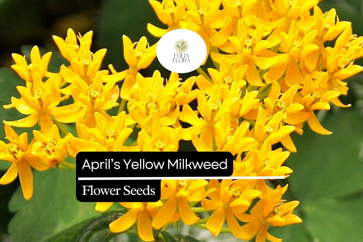 April's Yellow Milkweed Seeds - Monarch Butterfly Host Plant, Bright Yellow Flowers, Native Perennial, Pollinator-Friendly, 15 Seeds
