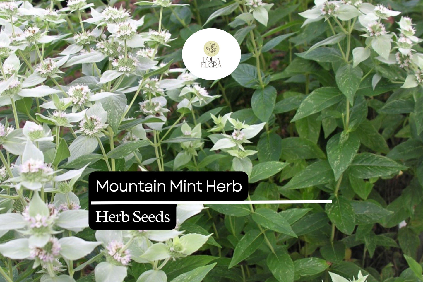Mountain Mint Seeds 25 Pack | Aromatic Edible Herb | Pycnanthemum verticillatum Native Perennial