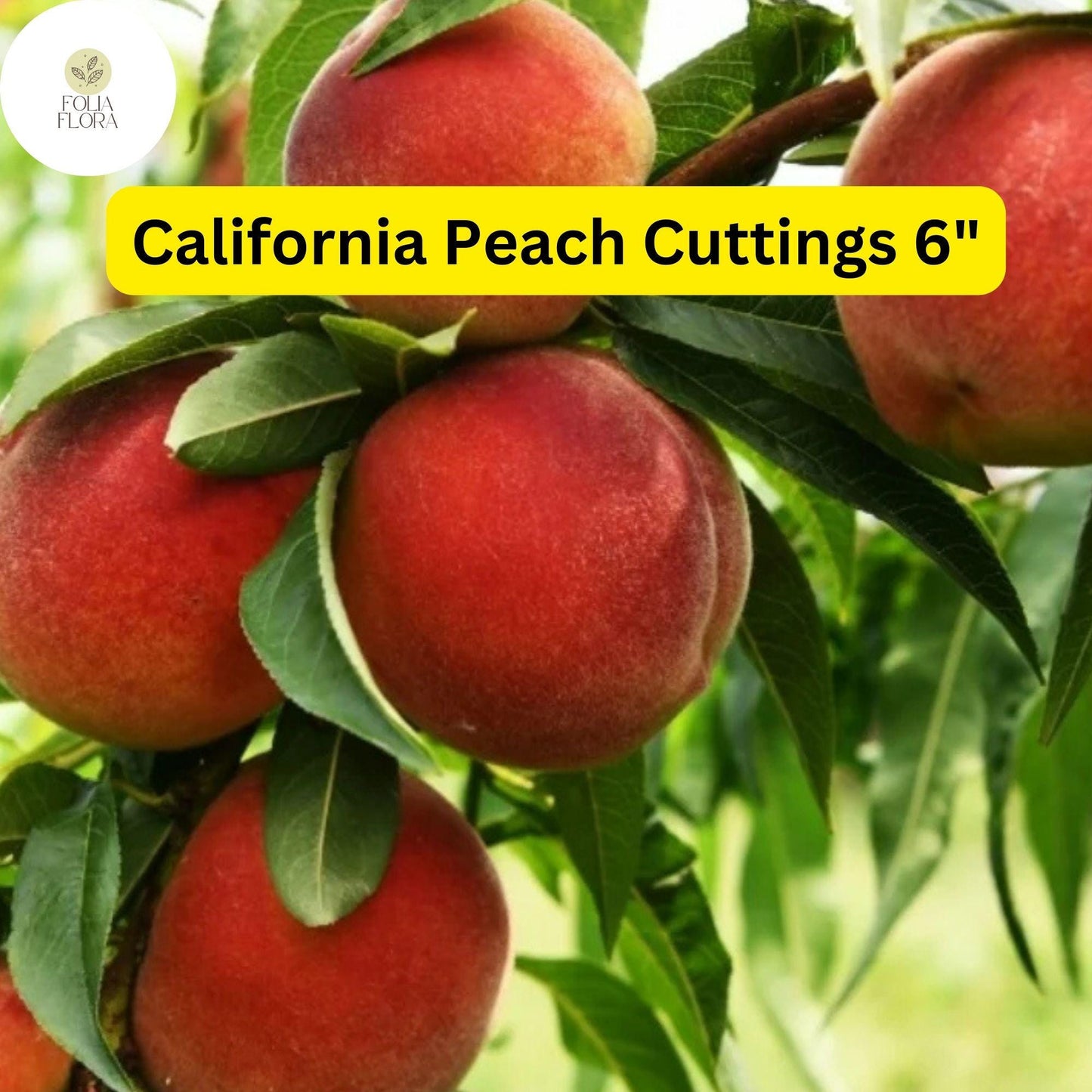California Peach Tree Cuttings – 7 Live 6" Prunus Persica Fruit Tree for Home Orchard, Compact, Self-Pollinating