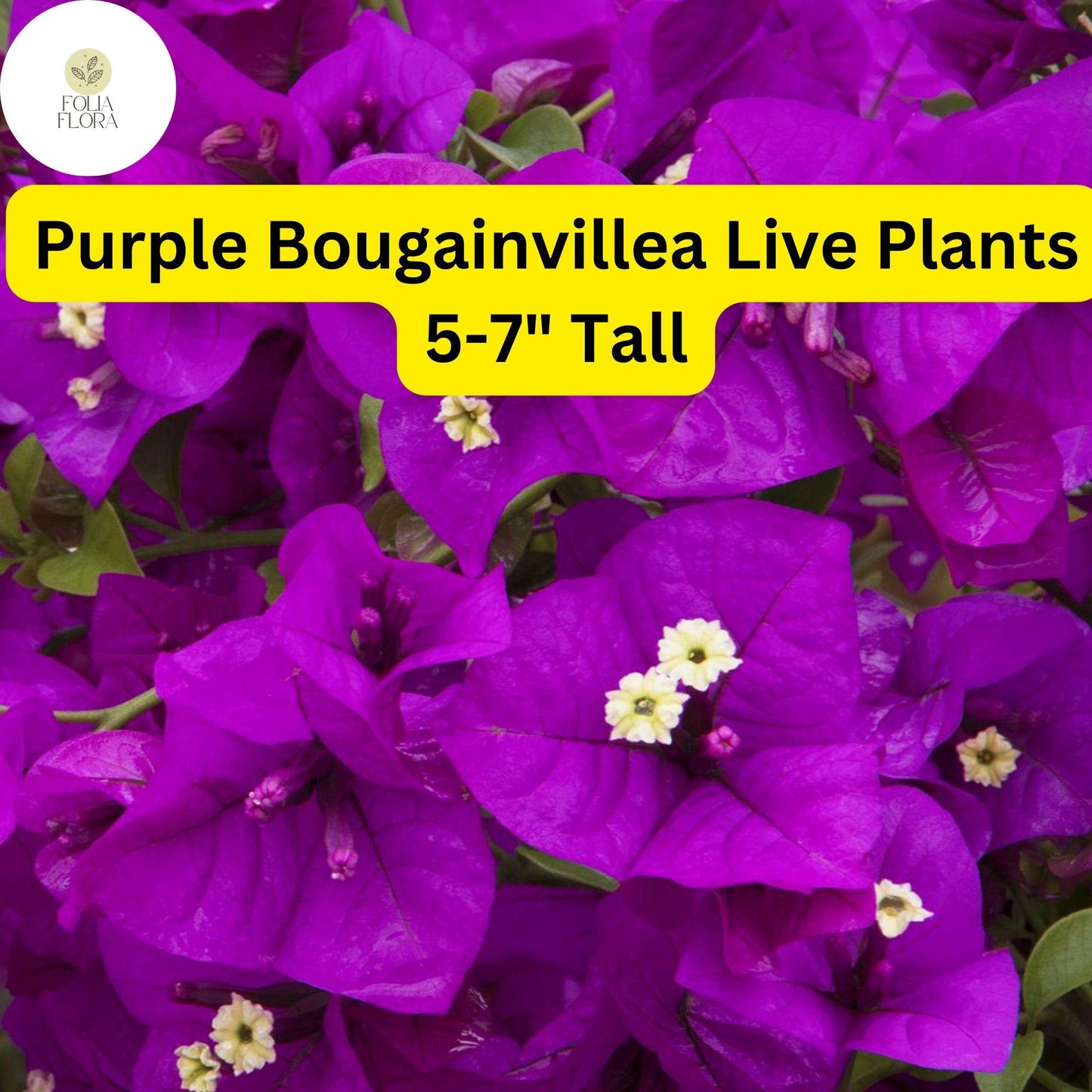 Purple Bougainvillea Live Plant - 5-7 Inches Tall - Vibrant Purple Bracts, Drought-Tolerant, Fast-Growing Vine - Bougainvillea glabra