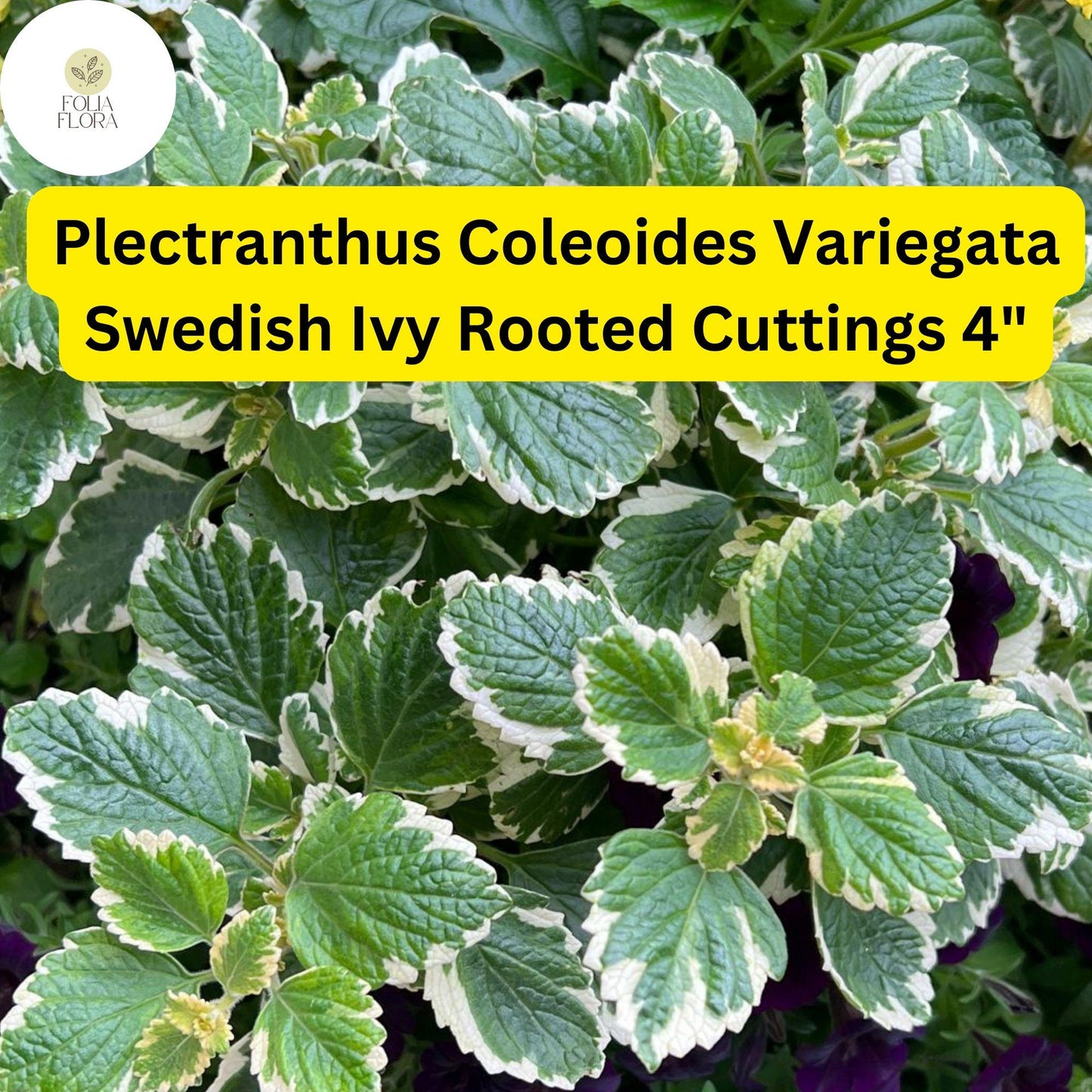 Plectranthus coleoides ‘Variegata’ Live Rooted Cuttings 4" | Variegated Swedish Ivy Trailing Fragrant Plant