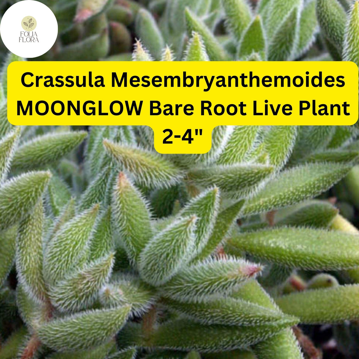 Moonglow Crassula Succulent Bare Root | Fuzzy Silvery Green Leaves | Drought Tolerant Indoor Plant