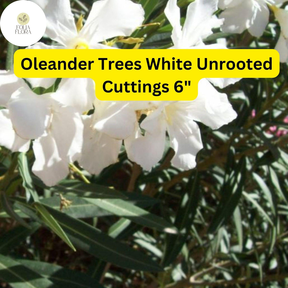 Oleander Tree ‘White’ Live Unrooted Cuttings – Drought-Tolerant, Fragrant White Flowers, Fast-Growing, Landscaping, Container Planting