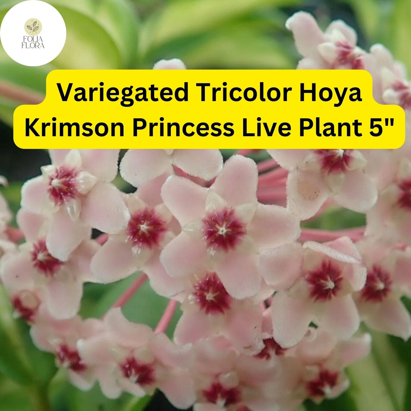 Hoya Carnosa Krimson Princess – Variegated Tricolor Wax Plant, Live Indoor Houseplant in 4” Pot
