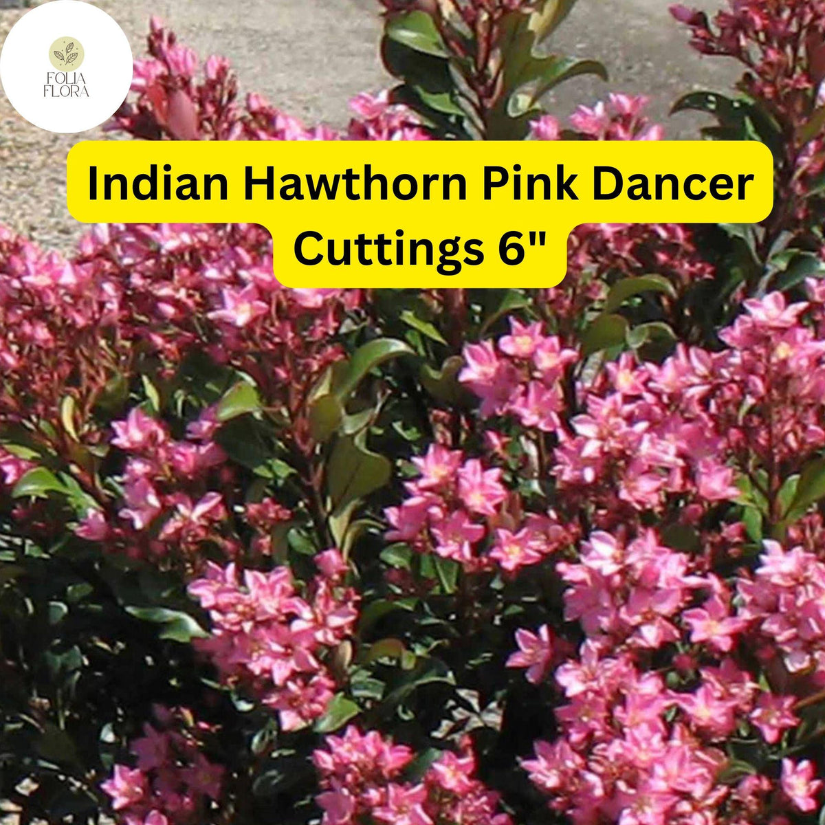 Pink Dancer Indian Hawthorn Cuttings – Evergreen Shrub, Flowering Hedge, Rhaphiolepis indica, Pink Flowers, Drought Tolerant