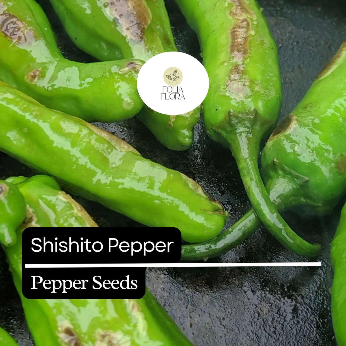 20 Shishito Pepper Seeds – Heirloom, Non-GMO, Mild & Sweet, Green to Red, Capsicum annuum