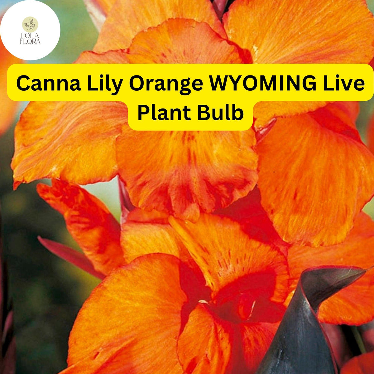 Orange Wyoming Canna Lily Bulb | Tropical Perennial with Fiery Orange Flowers & Purple Foliage | Canna indica 'Wyoming'