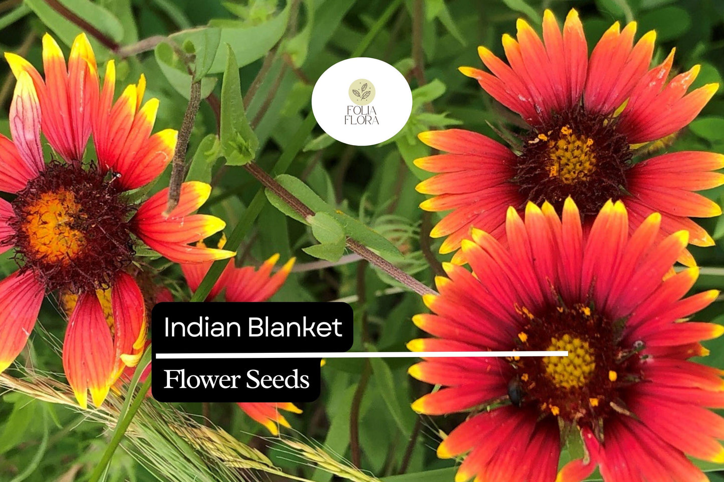 Indian Blanket Seeds - Gaillardia pulchella - Colorful Wildflower for Pollinators, Drought-Tolerant, 25 Seeds