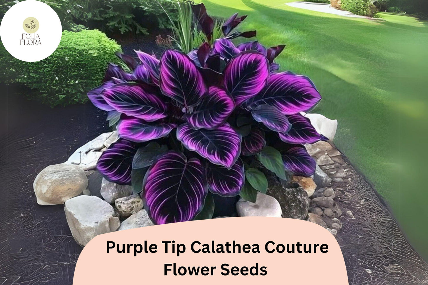 Purple Tip Calathea Couture Seeds | Exotic Tropical Foliage Plant | Green & Purple Tips | Calathea sp. (25+ Seeds)