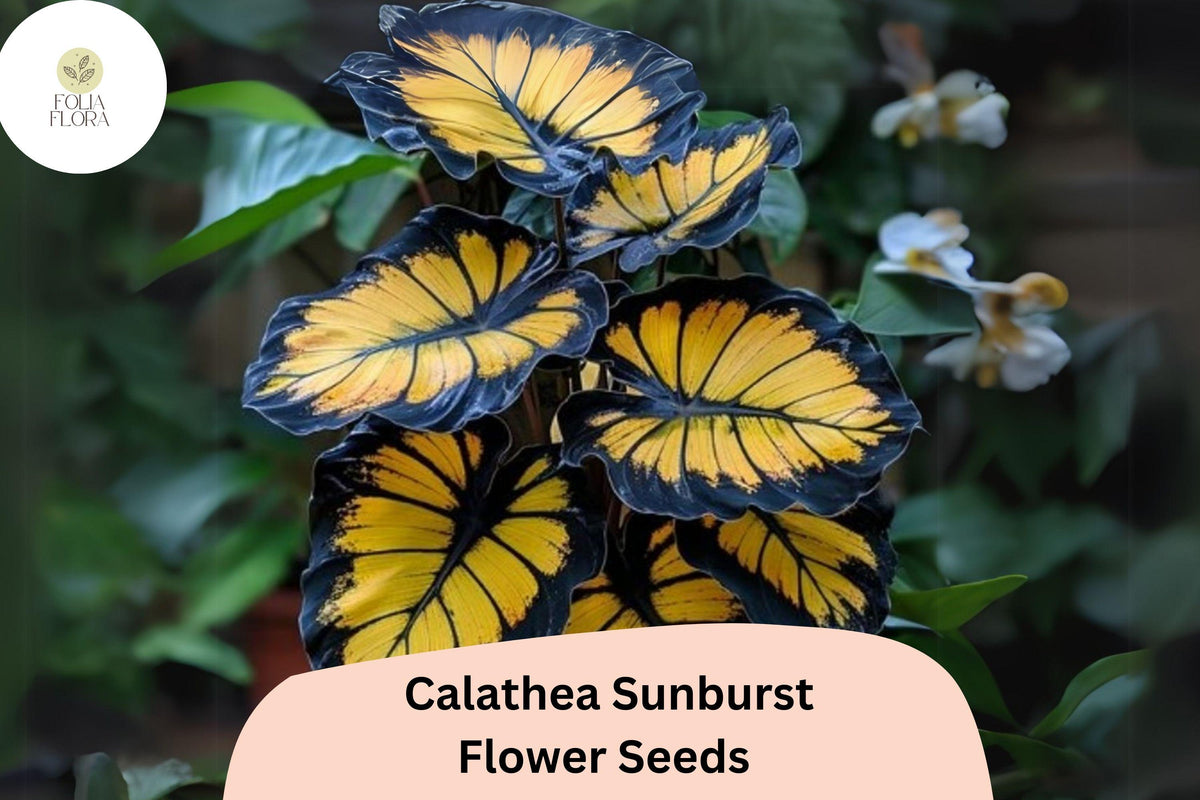 Sunburst Calathea Seeds | Exotic Tropical Foliage, Air-Purifying, Pet-Friendly | Calathea sp. (25+ Seeds)