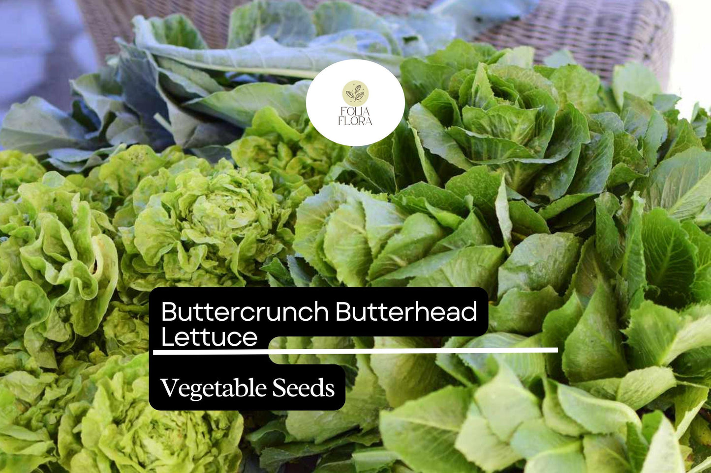 Buttercrunch Lettuce Seeds – Heirloom, Heat-Tolerant, Tender & Sweet, Lactuca sativa