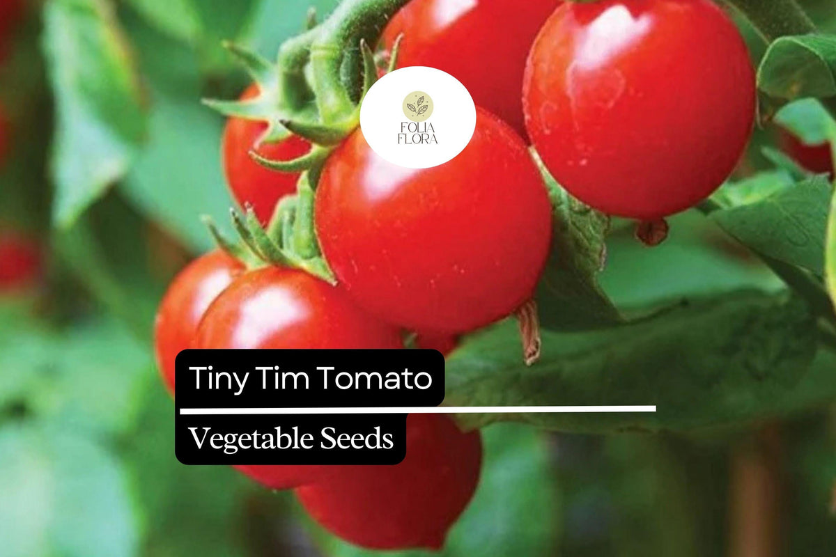 Tiny Tim Micro Dwarf Tomato Seeds - Heirloom Cherry Variety, Solanum lycopersicum, Compact Bush, Indoor & Container Gardening