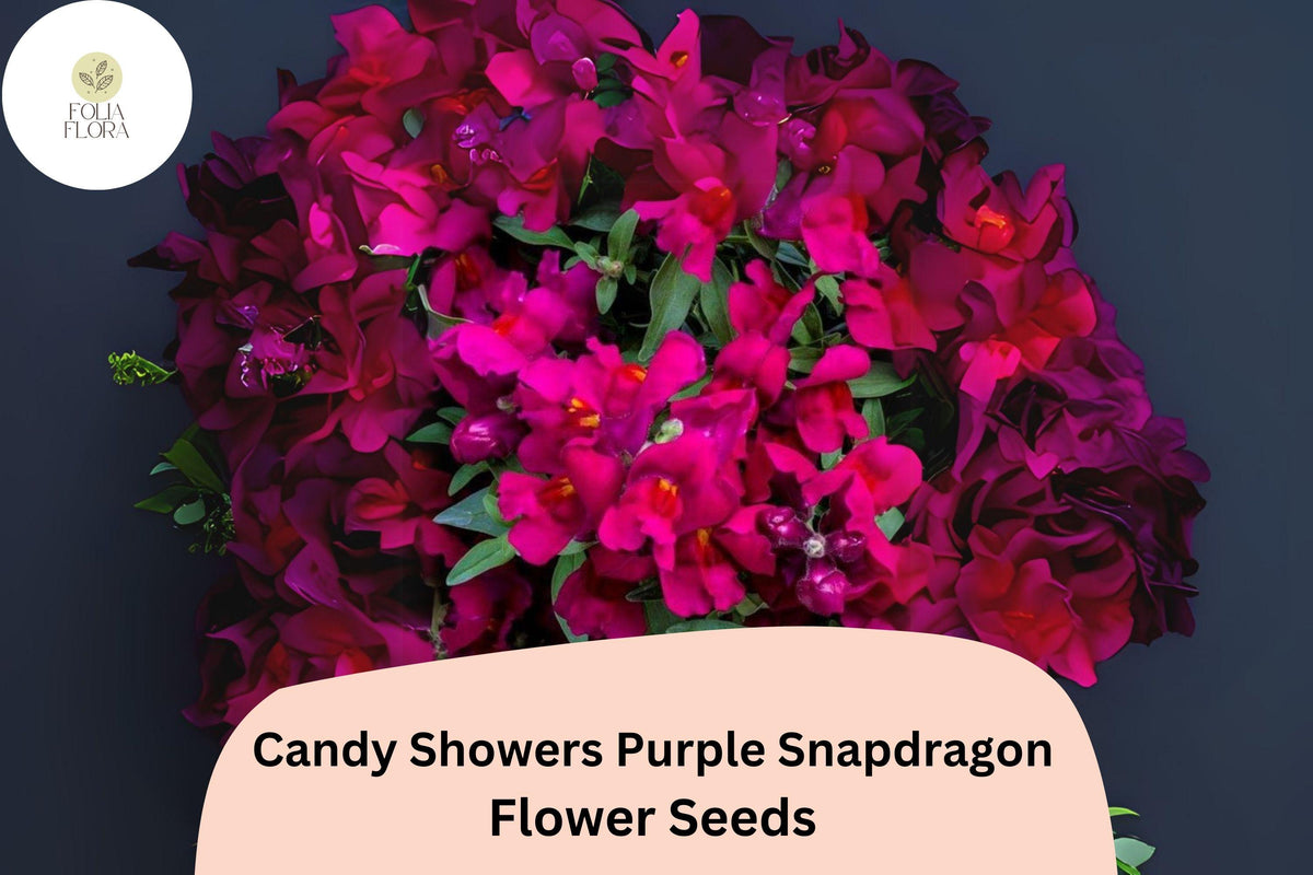 Candy Showers Purple Snapdragon Seeds | Cascading Blooms for Hanging Baskets & Containers | Antirrhinum majus