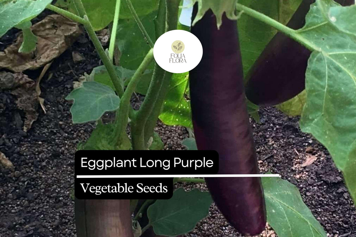 150 Long Purple Eggplant Seeds – Heirloom Solanum melongena, Long Slender Deep Purple Fruits, High-Yielding, Mild Flavor