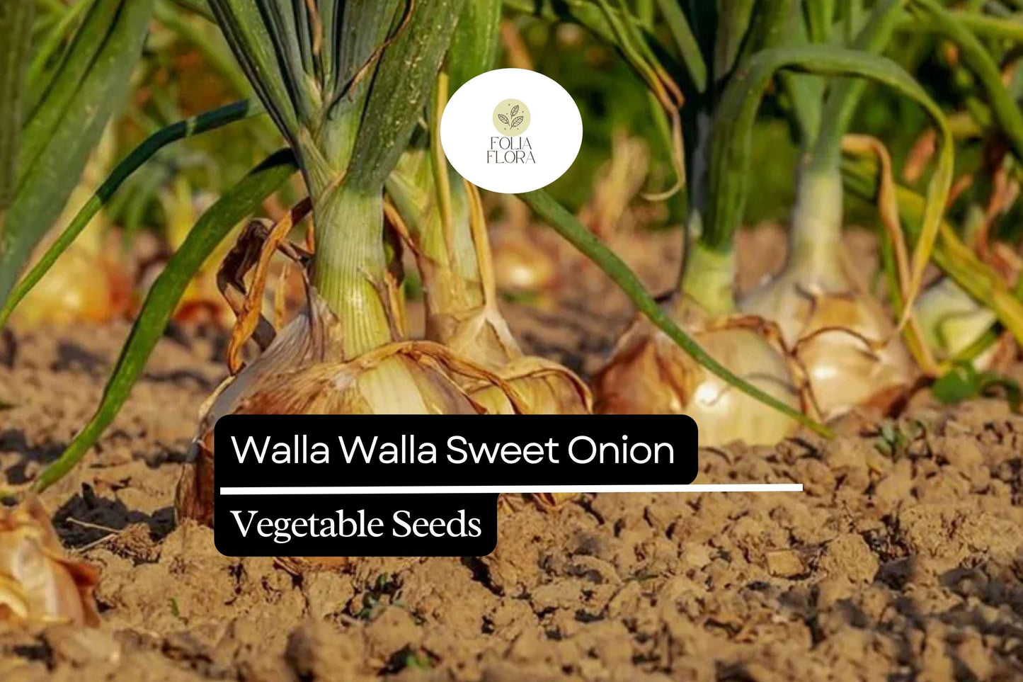 200 Walla Walla Sweet Onion Seeds – Heirloom Allium Cepa, Large Golden Bulb, Mild & Juicy Flavor, Long-Day, Cold-Hardy, Garden & Raised Bed