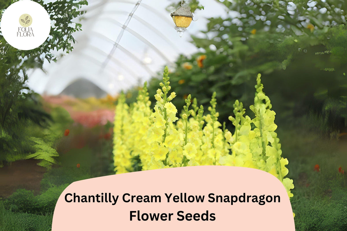 Chantilly Cream Yellow Snapdragon Seeds | Tall, Fragrant, Pollinator-Friendly Antirrhinum majus