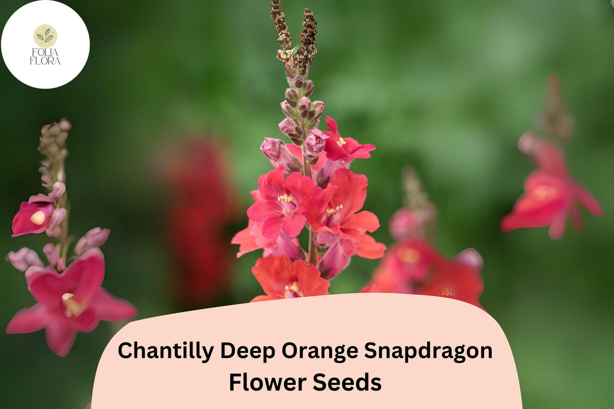 Chantilly Deep Orange Snapdragon Seeds | Tall Cut Flower | Antirrhinum majus | Pollinator-Friendly, Fragrant, Bright Orange
