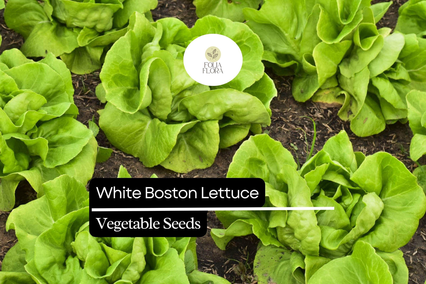 White Boston Buttercrunch Lettuce Seeds – Heirloom, Heat-Tolerant, Crisp, Tender, Lactuca sativa