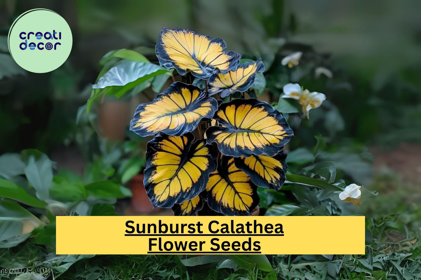Sunburst Calathea Seeds – Exotic Tropical Foliage, Air Purifying, Easy to Grow Houseplant, Calathea spp.