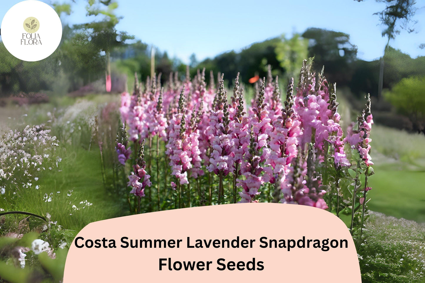 Lavender Snapdragon Seeds | Costa Summer III | Soft Lavender Blooms | Antirrhinum majus | 1000+ Seeds