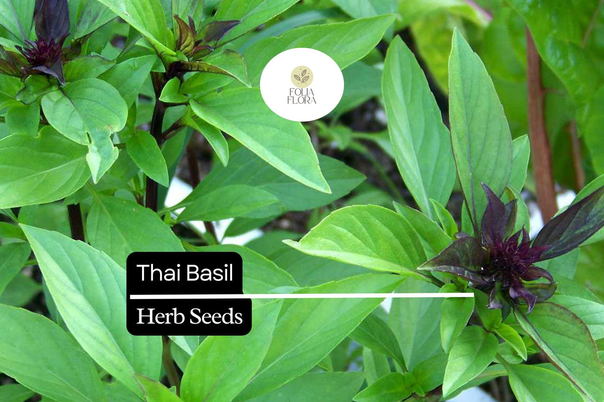 200 Thai Basil Seeds – Ocimum basilicum var. thyrsiflora Heirloom, Aromatic, Non-GMO, Sweet & Spicy for Culinary Use