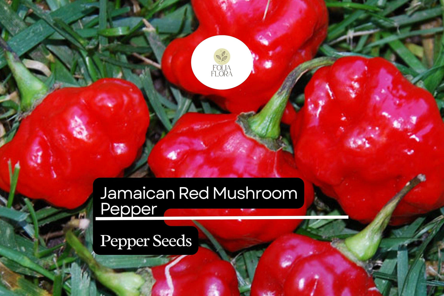 Jamaican Red Mushroom Pepper Seeds – Heirloom, Spicy, Smoky, High-Yield Capsicum chinense, Unique Mushroom-Shaped Hot Pepper Seeds