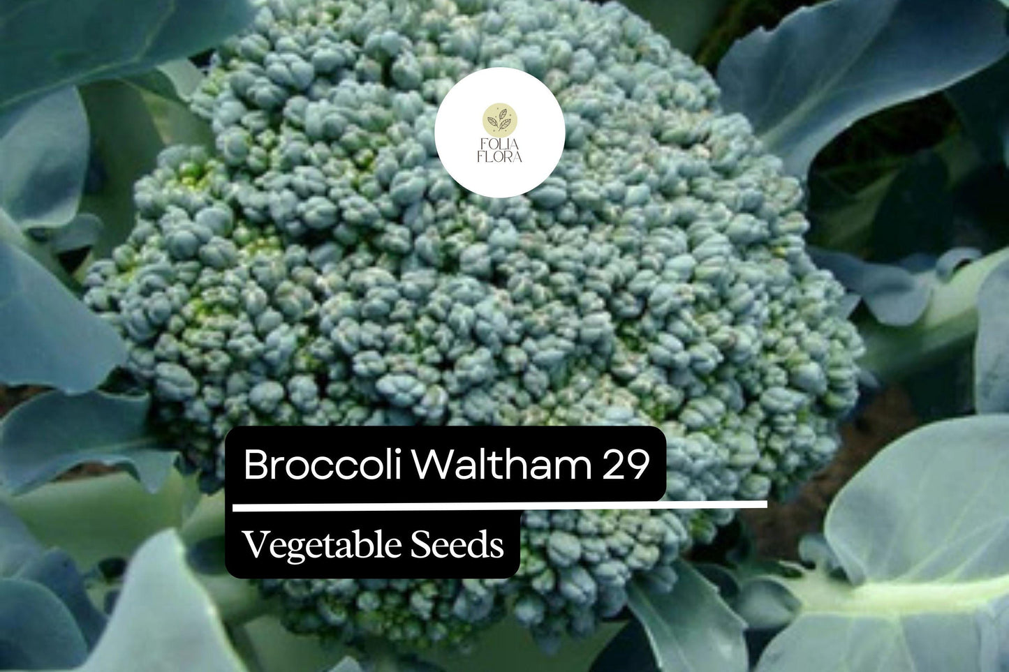 Waltham 29 Broccoli Seeds – Heirloom, Cold-Hardy, High-Yield, Sweet & Tender – Brassica oleracea