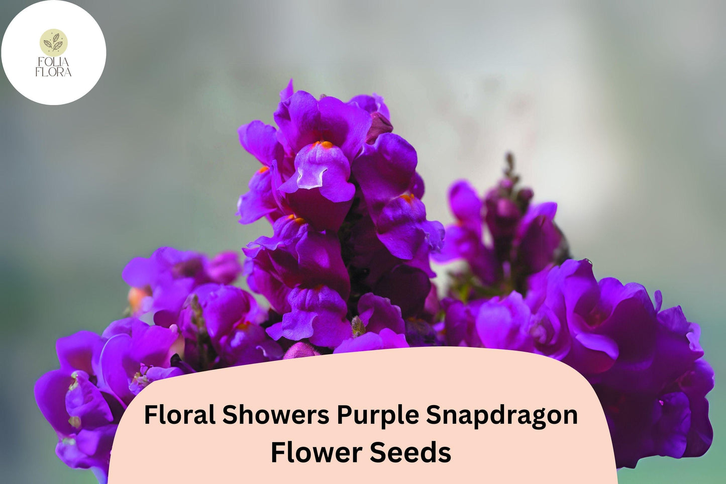 Purple Snapdragon Seeds | Dwarf Floral Showers Variety | Antirrhinum majus | 1000+ Seeds for Gardens, Containers & Borders