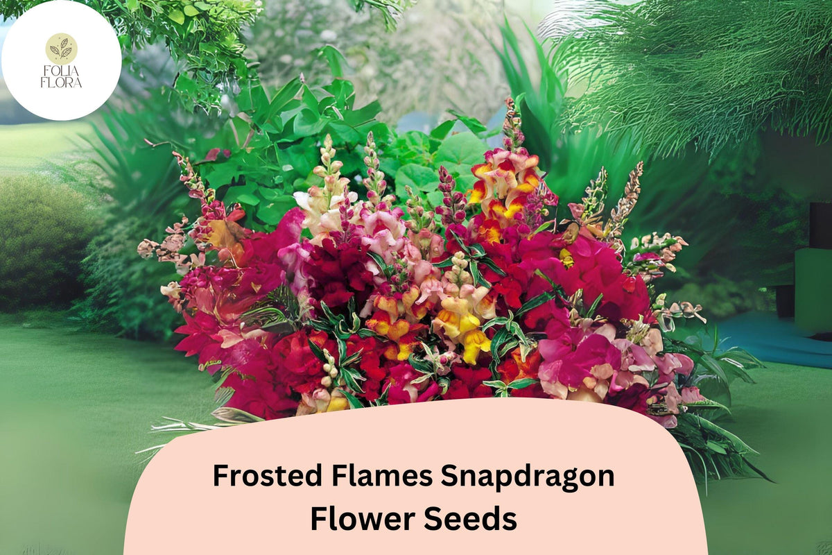 Frosted Flames Snapdragon Seeds – Heirloom Variegated Blooms, 1000+ Seeds, Antirrhinum majus, Pollinator-Friendly, Vibrant Flowering Plants
