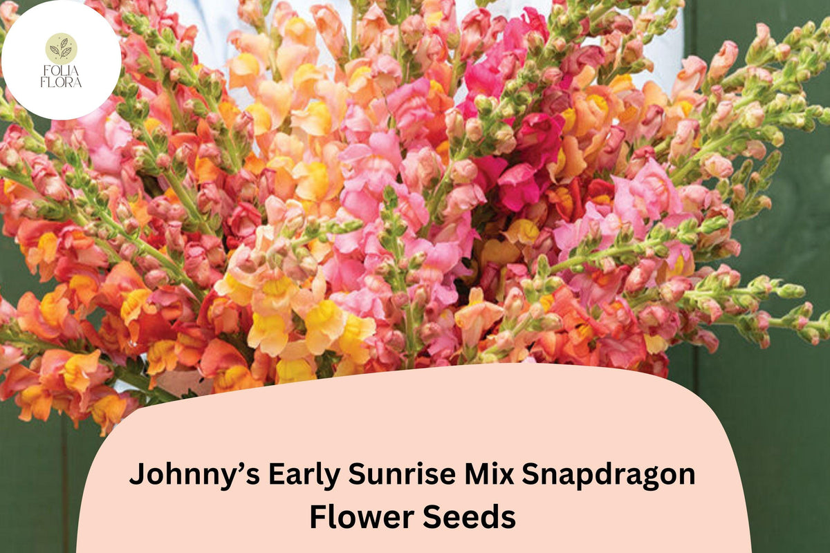 Antirrhinum majus Johnny’s Potomac Early Sunrise Mix Snapdragon Seeds – Vibrant Yellow, Orange, Pink Cut Flower Seeds