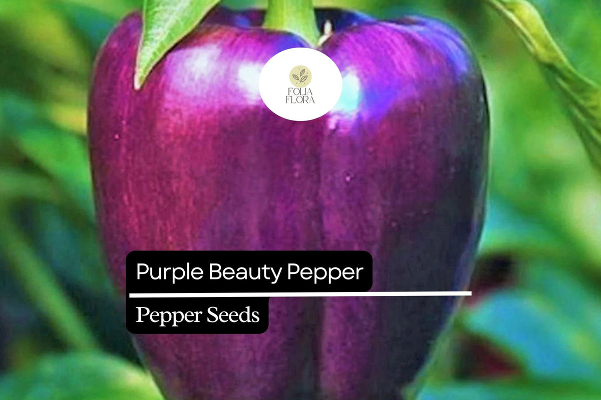 Purple Beauty Pepper Seeds – Sweet Bell, High Yield, Compact, Heirloom, Capsicum annuum