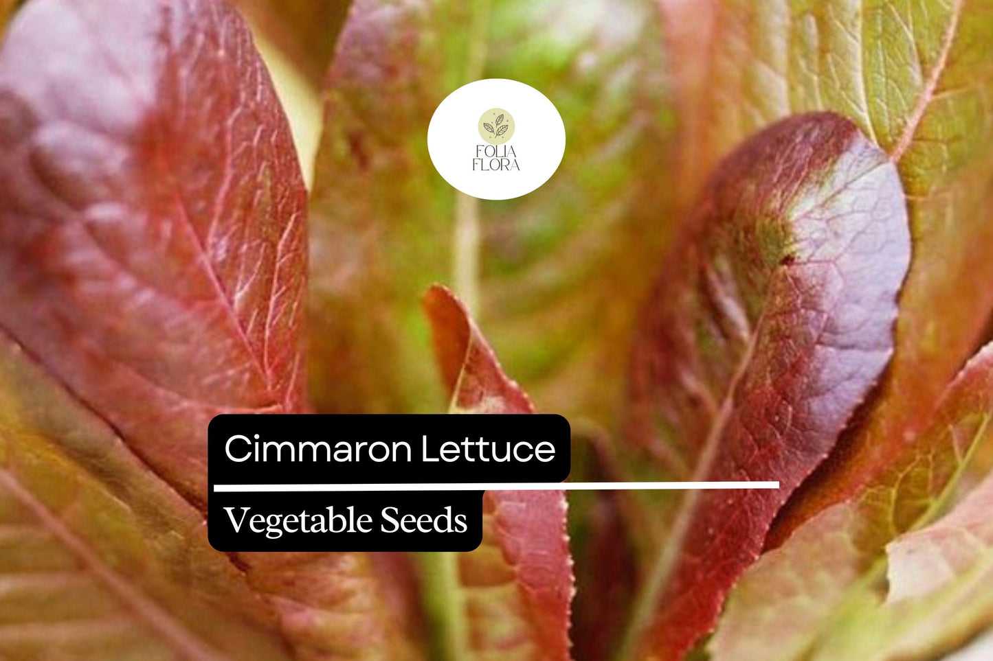Cimarron Lettuce Seeds – Heirloom Romaine with Deep Red Leaves, Heat-Tolerant, Bolt-Resistant Lactuca sativa