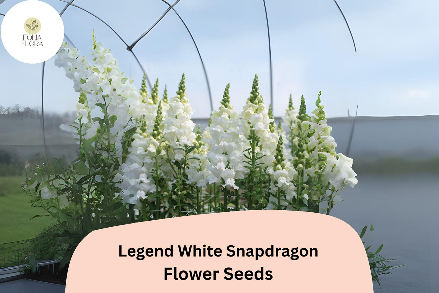 Antirrhinum majus Legend White Snapdragon Seeds – 1000+ Double Blooms, Pollinator-Friendly, Garden & Cut Flower Variety