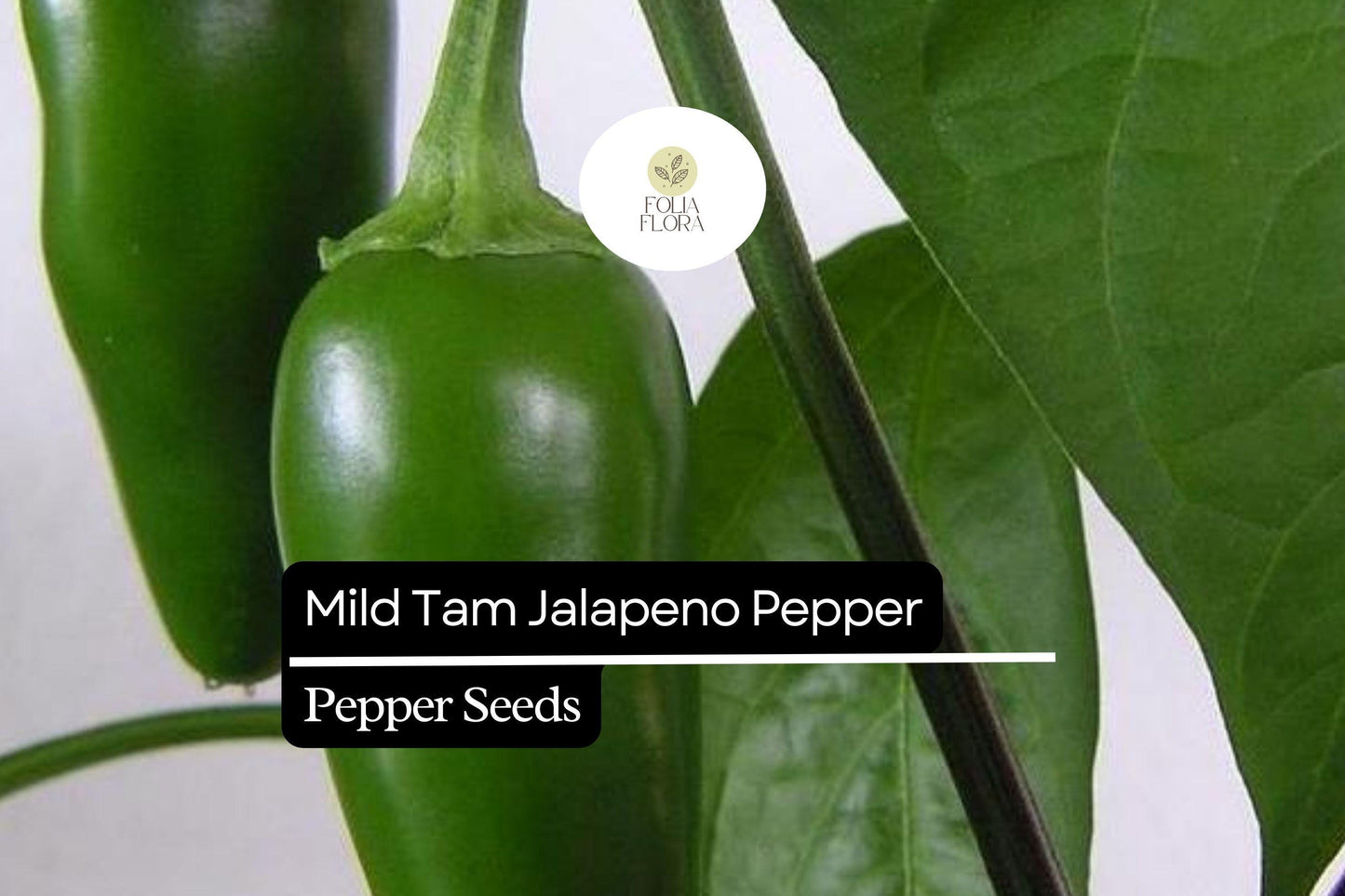 Mild TAM Jalapeño Pepper Seeds – Heirloom, Non-GMO, Low-Heat Capsicum annuum for Salsas, Pickling, Cooking