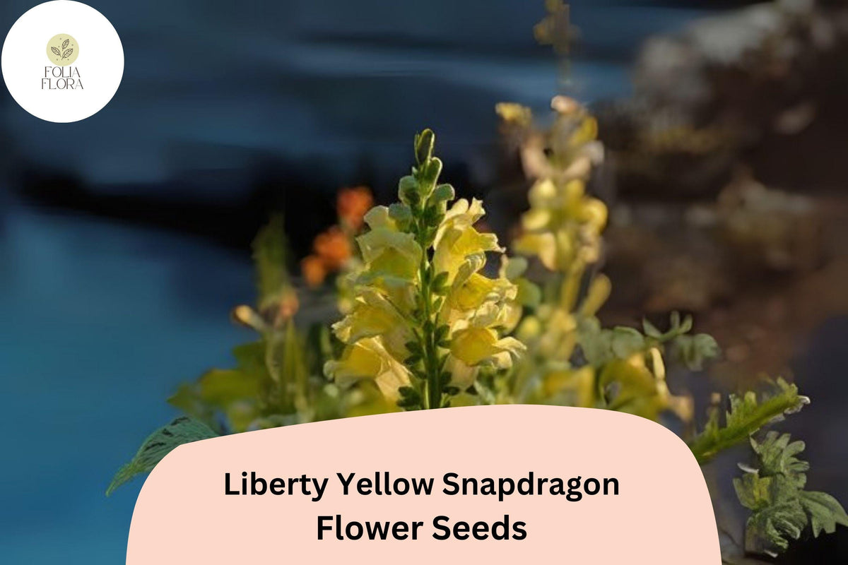 Antirrhinum majus Liberty Yellow Snapdragon Seeds – Bright Yellow Blooms, Tall Stems, Pollinator-Friendly, Garden & Cut Flowers