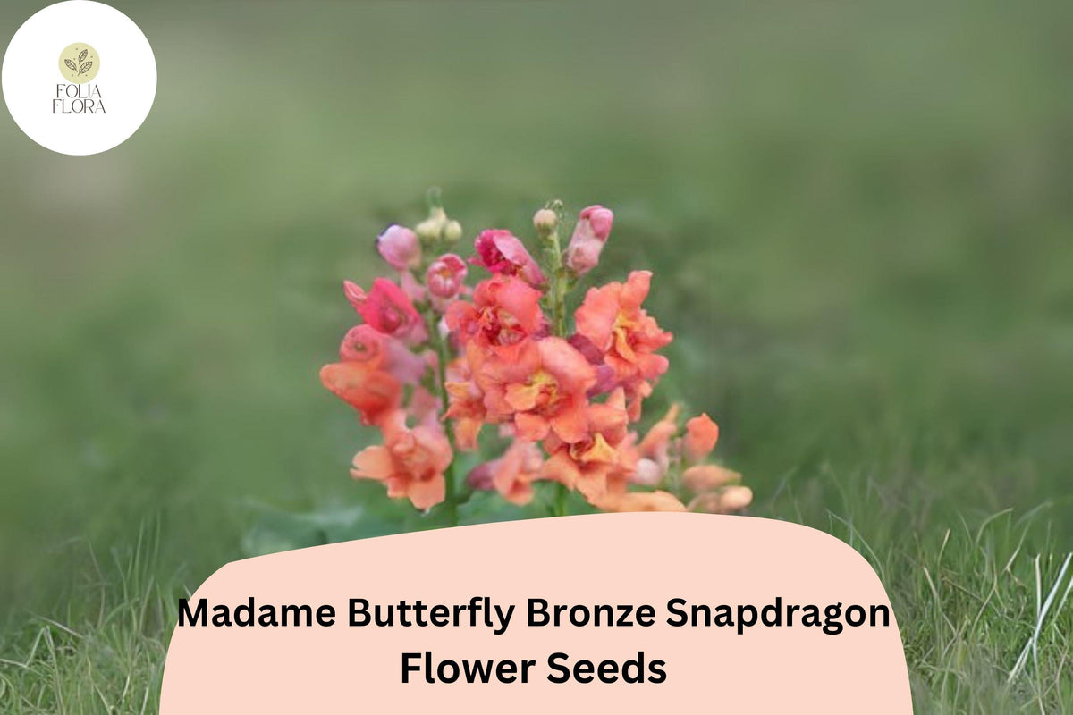 Antirrhinum majus Madame Butterfly Bronze Snapdragon Seeds โ 1000+ Double-Petaled Ruffled Blooms for Garden & Cut Flowers