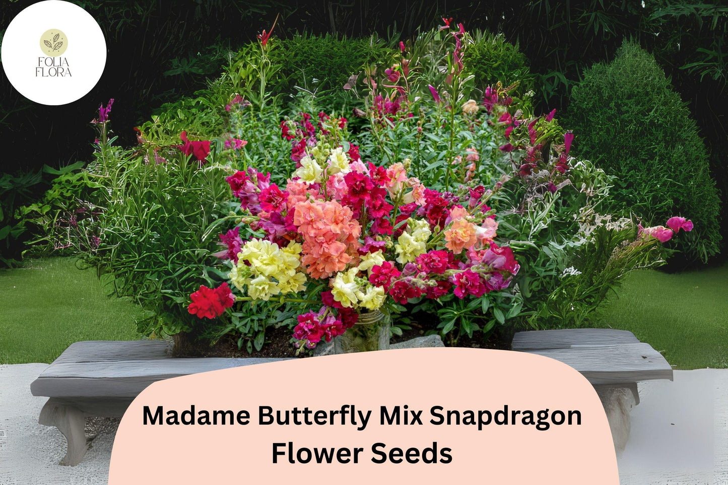 Antirrhinum majus Madame Butterfly Mix Snapdragon Seeds – 1000+ Double-Petal Ruffled Blooms for Garden & Cut Flowers